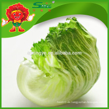 Hot Sell Frische gesunde Bio-Romaine Salat